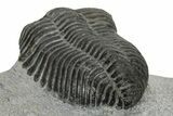 Pliomera Fischer Trilobite - Slemestadt, Norway #181845-5